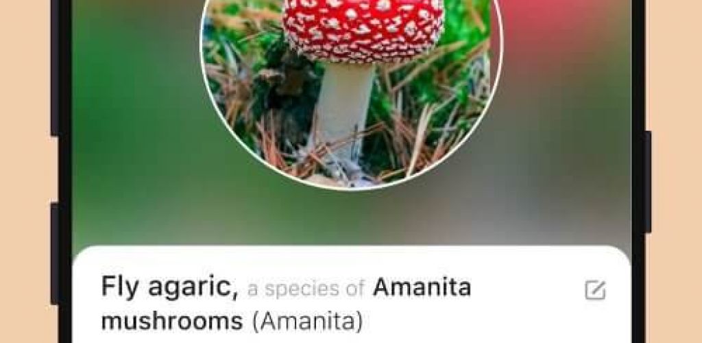 Picture Mushroom